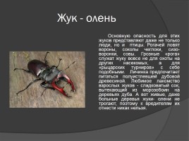 Редкие животные Тамбовской области, слайд 6