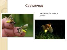 На тему «насекомые», слайд 17