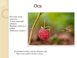 На тему «насекомые», слайд 18