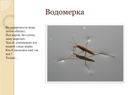 На тему «насекомые», слайд 19