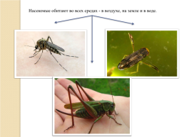 На тему «насекомые», слайд 3