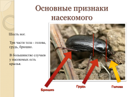 На тему «насекомые», слайд 4