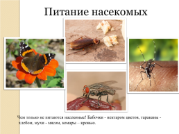На тему «насекомые», слайд 6