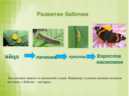 На тему «насекомые», слайд 7