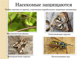 На тему «насекомые», слайд 8