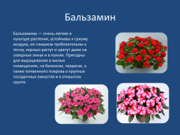 Комнатные цветы, слайд 5