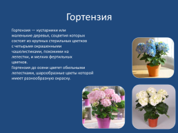 Комнатные цветы, слайд 8