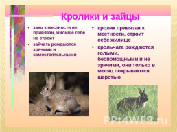 Заяц, слайд 15