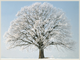 Зимние деревья.. Рисуем деревья., слайд 4