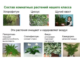 Влияние комнатных растений на организм школьника, слайд 7