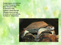 Для дошкольников «черепахи», слайд 2