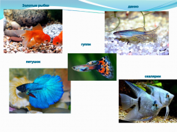Поделка аквариум, слайд 6