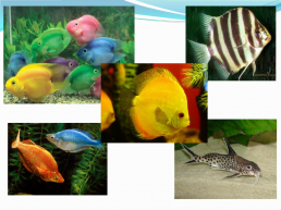 Поделка аквариум, слайд 7