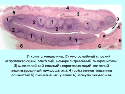 Пищеварительная система. Органы полости рта, слайд 15