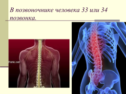 30 интересных фактов о человеке по дисциплине «анатомия и физиология человека», слайд 21