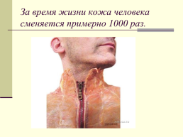30 интересных фактов о человеке по дисциплине «анатомия и физиология человека», слайд 28