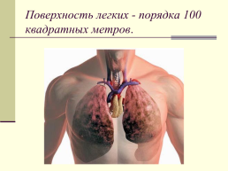 30 интересных фактов о человеке по дисциплине «анатомия и физиология человека», слайд 6
