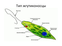 Империя клеточные, слайд 7