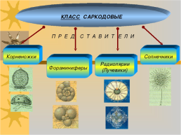 Подцарство простейшие. Тип саркодовые и жгутиконосцы. Класс саркодовые, слайд 7