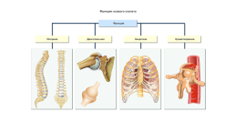 Скелет человека. Соединения костей, слайд 3
