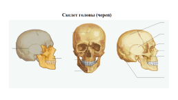 Скелет человека. Соединения костей, слайд 8