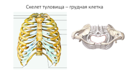 Скелет человека. Соединения костей, слайд 9