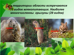 Разнообразие природы Донского края, слайд 10