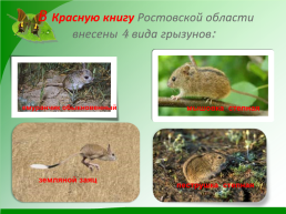 Разнообразие природы Донского края, слайд 11