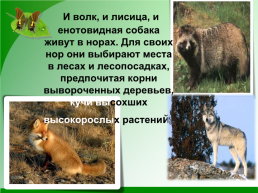 Разнообразие природы Донского края, слайд 13