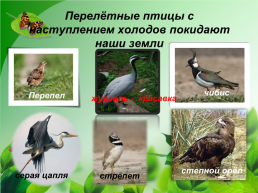 Разнообразие природы Донского края, слайд 15