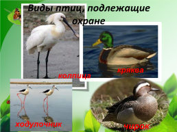 Разнообразие природы Донского края, слайд 19