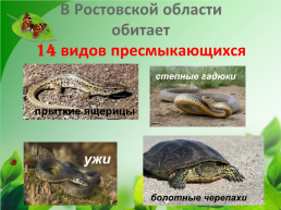 Разнообразие природы Донского края, слайд 20