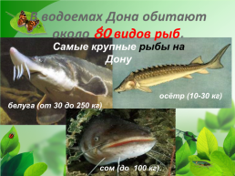 Разнообразие природы Донского края, слайд 21