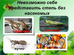 Разнообразие природы Донского края, слайд 22