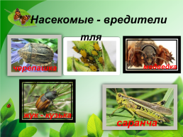 Разнообразие природы Донского края, слайд 23