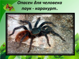 Разнообразие природы Донского края, слайд 25