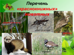 Разнообразие природы Донского края, слайд 28