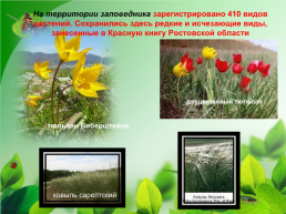Разнообразие природы Донского края, слайд 31