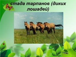 Разнообразие природы Донского края, слайд 7