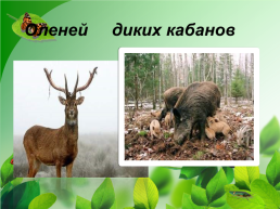 Разнообразие природы Донского края, слайд 9