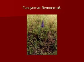 Красная книга Тамбовской области, слайд 11