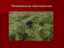 Красная книга Тамбовской области, слайд 13