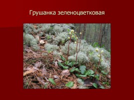 Красная книга Тамбовской области, слайд 15