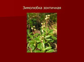Красная книга Тамбовской области, слайд 16
