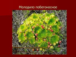 Красная книга Тамбовской области, слайд 17