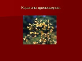 Красная книга Тамбовской области, слайд 8