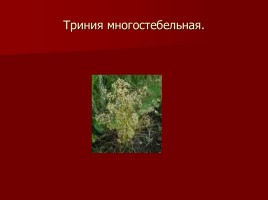 Красная книга Тамбовской области, слайд 9