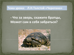 Лев Николаевич Толстой «Черепаха», слайд 6