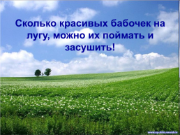 Почему мы не будем рвать цветы и ловить бабочек?, слайд 28