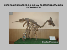 Динозавры Амурской области, слайд 11